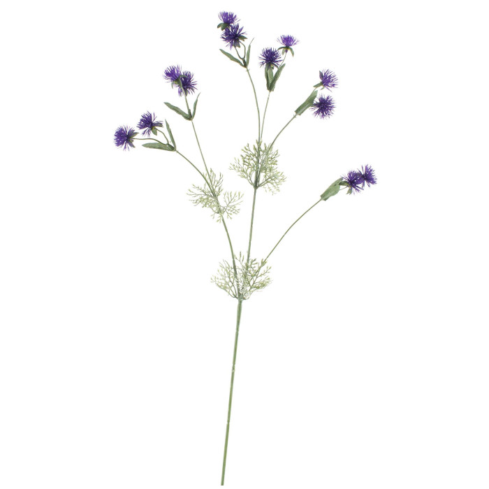 Thalictrum