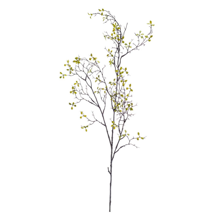 Corokia