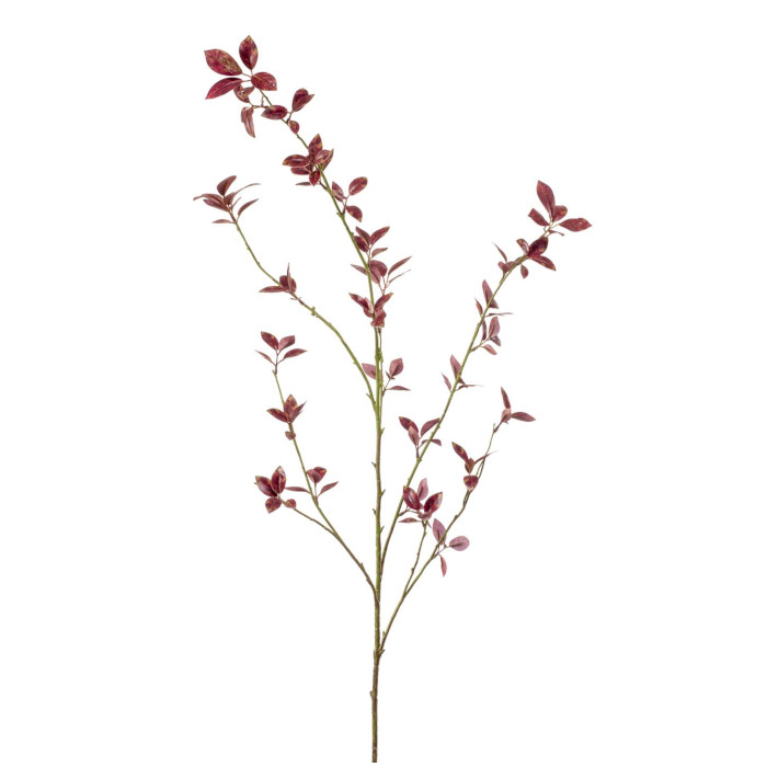 Cotonéaster