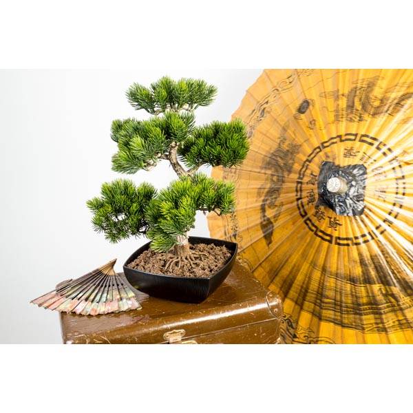 Bonsaï de pin artificiel en pot noir - Décors Véronneau
