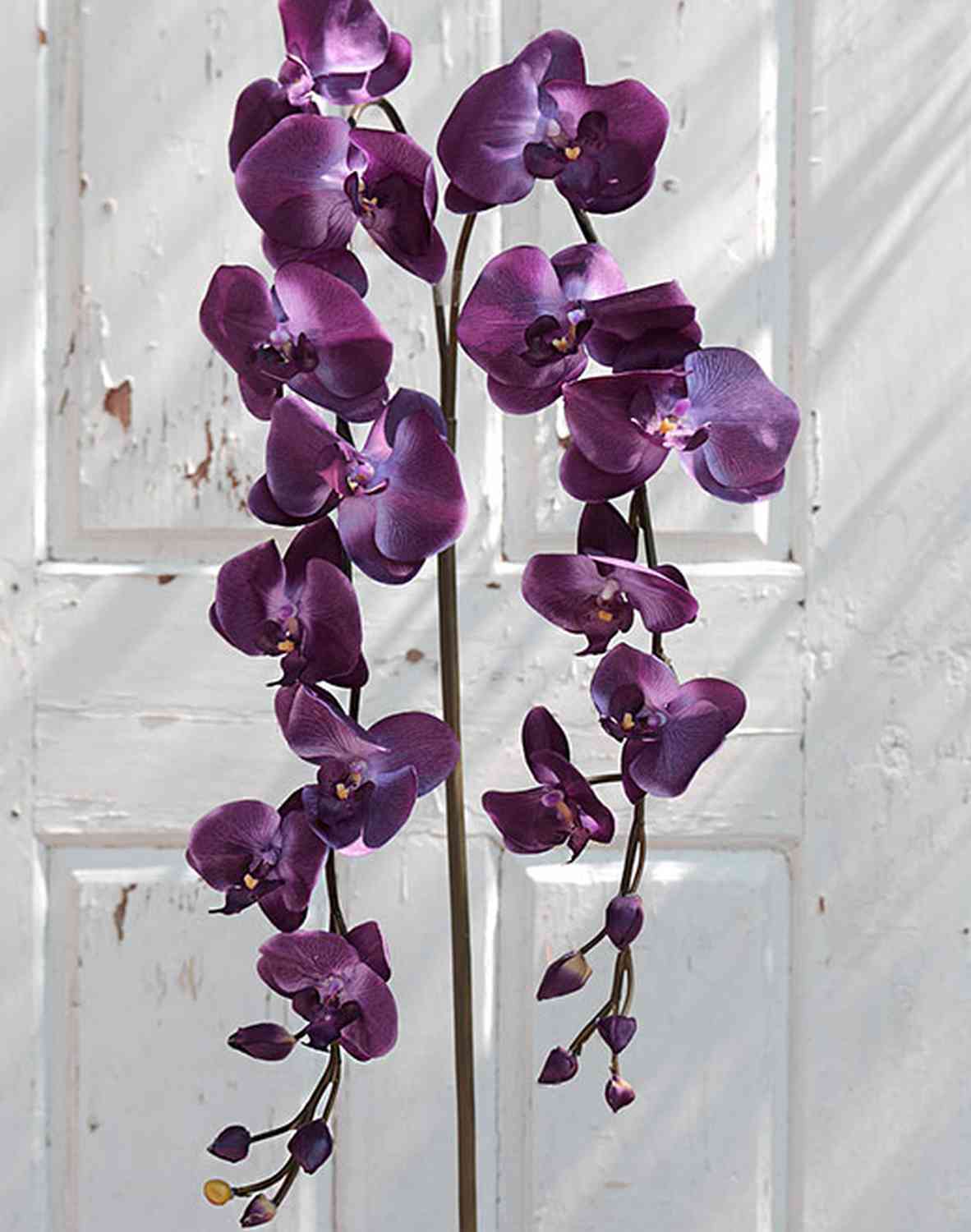 Acheter des Tige d'orchidée Phalaenopsis en tissu PHILLINE, violet foncé,  150cm