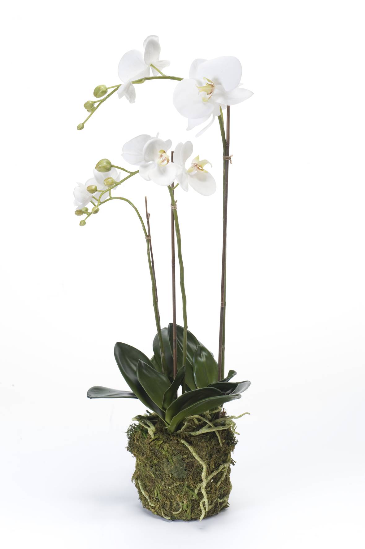 Acheter des Orchidée artificielle PABLA, motte de mousse, blanc, 70cm,  Ø7-12cm - Fausses fleurs