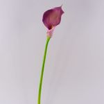 Faux Calla TERESA, violet, 70cm, 10x18cm