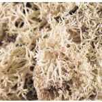 Natur Islandmoos FINNBJÖRN, natur, 50g