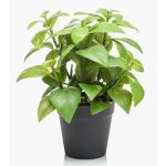 Faux basilic WHOOPI en pot décoratif, vert, 23cm