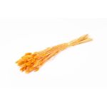 Alpiste des Canaries séché BRAGILA en botte, orange, 50-75cm, Ø12cm