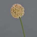 Fleur artificielle Allium BAILIN, rose-crème, 40cm