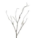 Branche décorative en saule tire-bouchon LIFEN, brun, 95cm