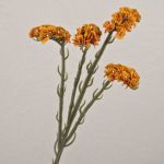 Kunstblume Strandflieder AYISHA, Trockenoptik, orange, 65cm, 3,5x6cm