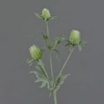 Eryngium artificiel SVEA, vert, 40cm, Ø2-3cm
