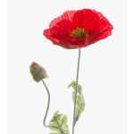 Faux Coquelicot LISSIE, rouge, 70cm, Ø12cm