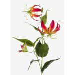 Gloriosa artificielle FUJITA, fuchsia-jaune, 80cm, Ø15cm