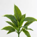 Fausse cordyline VALDA, sur piquet, vert-blanc, 30cm