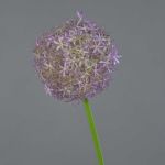 Fleur d'allium artificiel SAMARA, lilas, 75cm, Ø12cm