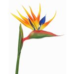 Strelitzia artificiel LATIFA, orange-violet, 80cm, 17x20cm