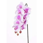 Tige d'orchidée Phalaenopsis artificielle ENISA, rose-blanc, 60cm, Ø7-8cm