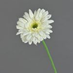 Gerbera en tissu HELLI, crème, 65cm, Ø12cm