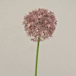 Allium artificiel ARNAU, rose, 60cm