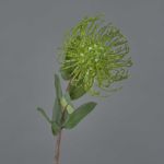 Fleur artificielle Protea BAILY, vert, 50cm, Ø12cm