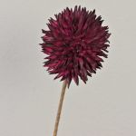 Allium ornemental MERAL, rouge bourgogne, 80cm, Ø14cm