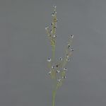 Stirlingia latifolia artificiel COLLAN, noir-blanc, 85cm