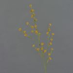 Stirlingia latifolia artificiel COLLAN, orange, 85cm