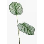 Branche de calathea Orbifolia artificielle TAMARIU, vert-blanc, 50cm