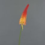 Kniphofia artificiel MUNDAKA, rouge-orange, 85cm