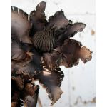 Clématite artificielle CLEMENTINA, marron, 85cm, Ø30cm