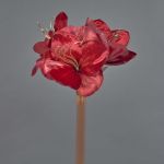 Amaryllis velouté KIRSTY, rouge, 70cm, Ø9cm