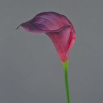 Fleur décorative Calla DAISCHI, rouge bordeaux, 70cm