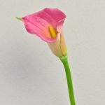 Zantedeschia artificiel TALEA, fuchsia, 65cm, 9x11cm