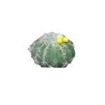 Cactus 'belle-mère' artificiel JIAYIN avec fleurs, piquet, jaune, 8cm