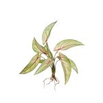 Plante artificielle Calathea Ornata ASAGI, piquet, racines, vert-rouge, 40cm