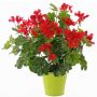 Géranium artificiel MIA sur piquet, rouge, 40cm, Ø5-8cm