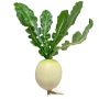 Légume décoratif Radis KLAFA, blanc-vert, 26cm, Ø8cm