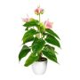 Fleur artificielle Anthurium PLOVIR en pot décoratif, racines, rose, 40cm