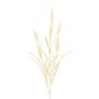 Branche décorative Calamagrostis epigejos BUTINA avec des panicules, beige, 85cm