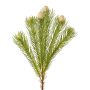 Branche décorative Leucospermum Protea KROLI, crème-vert, 50cm
