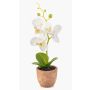 Orchidée Phalaenopsis en plastique LEONISA dans un pot en terre cuite, blanc, 20 cm