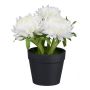 Fleur artificielle Phaenocoma prolifera GLOMST en pot décoratif, blanc, 14cm