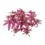 Feuille décorative Érable du Japon FANTIN, 24 pièces, rose fuchsia, Ø7-9cm