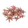 Feuille décorative Érable du Japon FANTIN, 24 pièces, vert-rose, Ø7-9cm