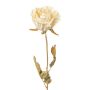 Fleur décorative Rose PANSOK, aspect sec, crème, 55cm, Ø7cm