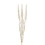 Fausse herbe Pennisetum ALOGUI avec des panicules, piquet, beige, 50cm