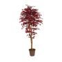 Érable du Japon décoratif GORDJUSCHA, troncs en bois véritable, rouge foncé, 175cm - Made in Italy