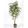 Ficus Benjamina décoratif LISEROSE, troncs en bois véritable, vert-blanc, 210cm - Made in Italy