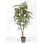 Ficus Benjamina décoratif LISEROSE, troncs en bois véritable, vert-blanc, 180cm - Made in Italy