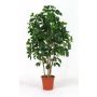 Schefflera artificiel NANETTE, troncs en bois véritable, vert, 175cm - Made in Italy