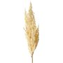 Branche décorative de sorgho WADDY avec épis, crème, 80 cm